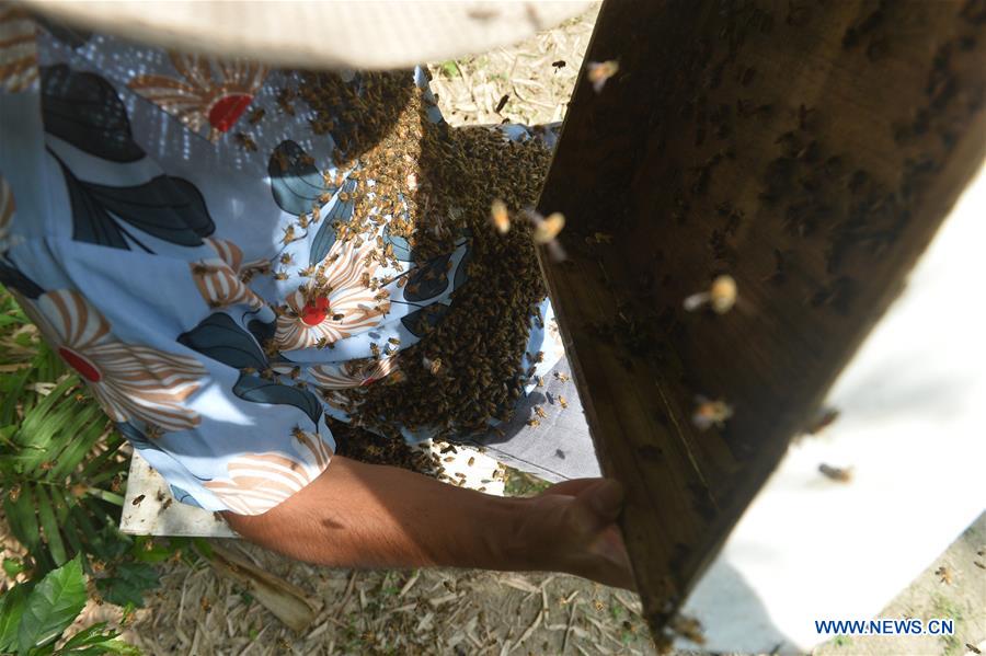 THAILAND-BANGKOK-BEE FARM