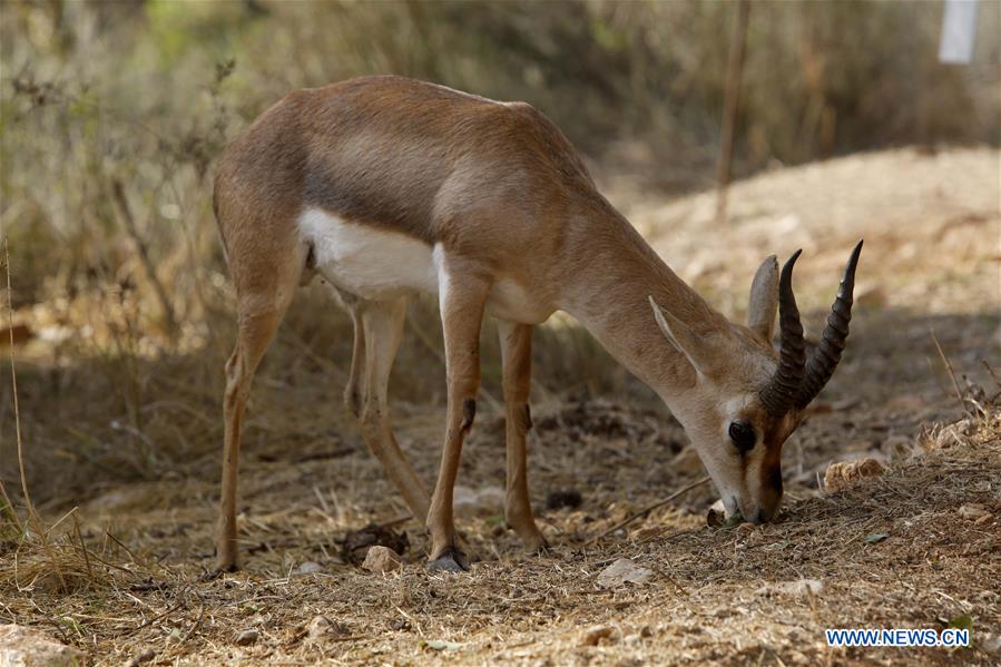 MIDEAST-JERUSALEM-GAZELLE