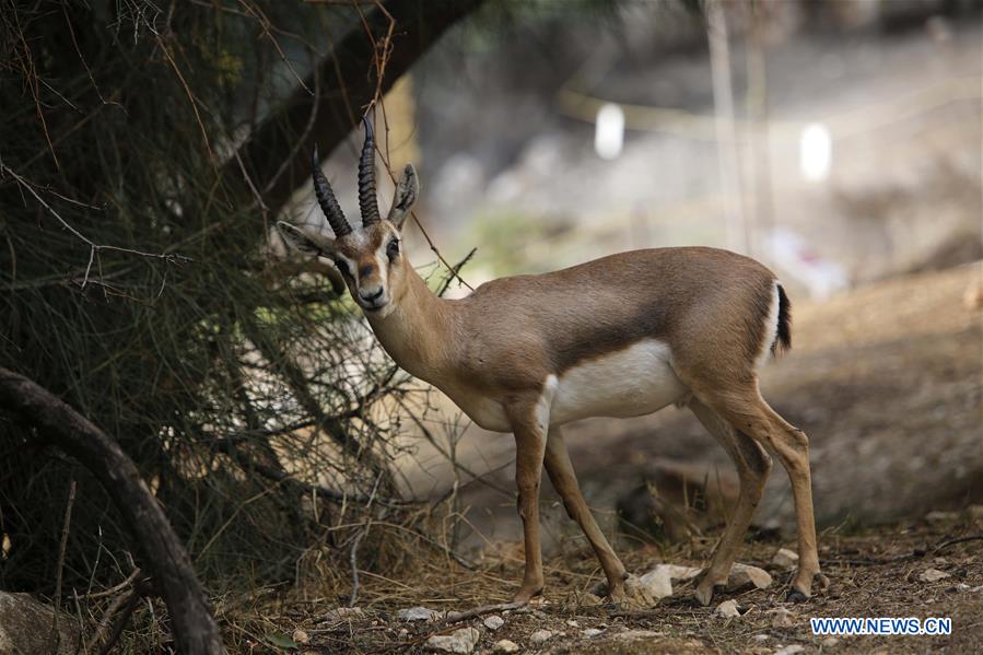 MIDEAST-JERUSALEM-GAZELLE