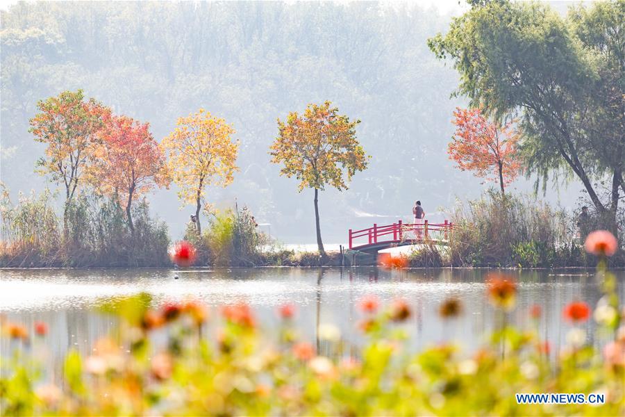 #CHINA-JIANGSU-NANJING-AUTUMN SCENERY (CN)