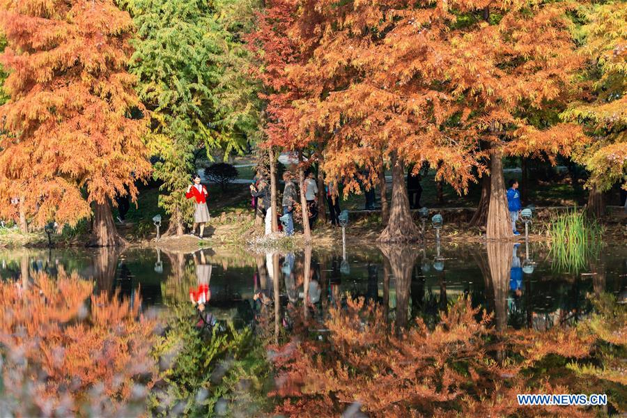 #CHINA-JIANGSU-NANJING-AUTUMN SCENERY (CN)