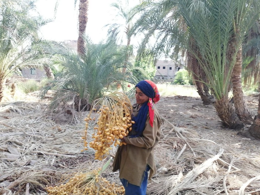 Feature Egyptian woman climbs palm trees, harvests dates to feed