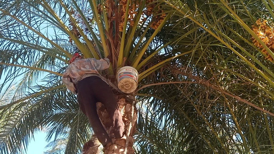 Feature Egyptian woman climbs palm trees, harvests dates to feed