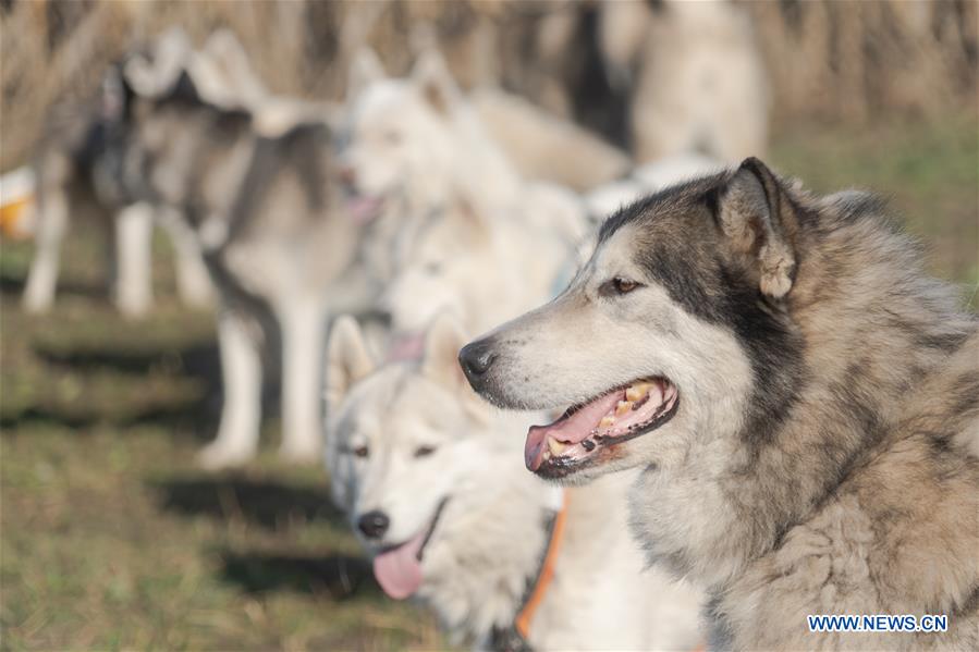 dogsled race held in paty, hungary