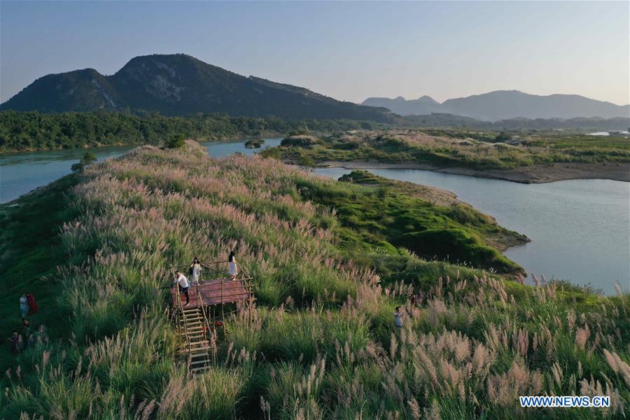 CHINA-GUANGXI-LIUZHOU-REED FLOWERS (CN)