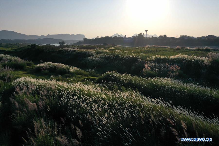 CHINA-GUANGXI-LIUZHOU-REED FLOWERS (CN)