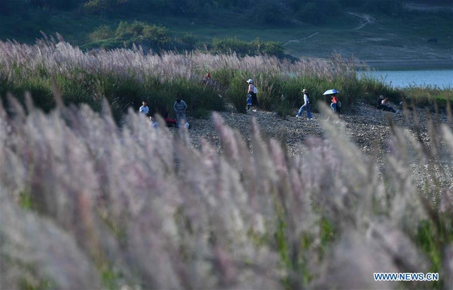 CHINA-GUANGXI-LIUZHOU-REED FLOWERS (CN)