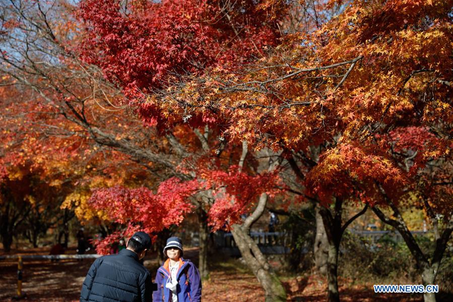 SOUTH KOREA-JEONGEUP-PARK-SCENERY