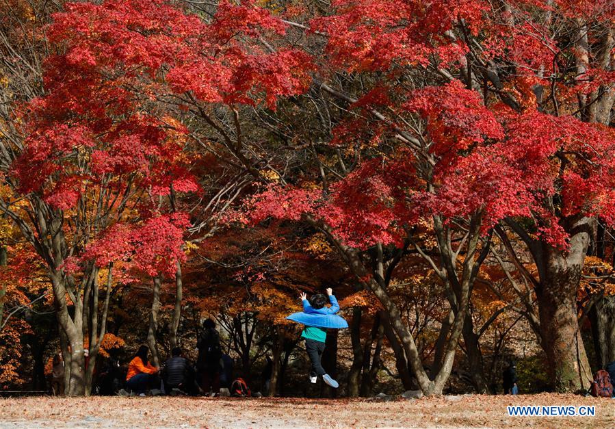 SOUTH KOREA-JEONGEUP-PARK-SCENERY