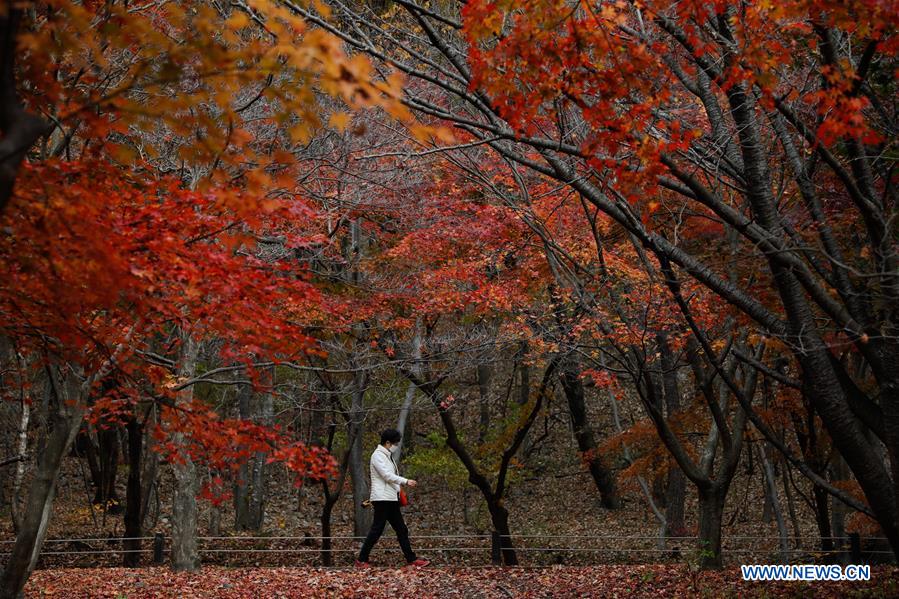 SOUTH KOREA-JEONGEUP-PARK-SCENERY