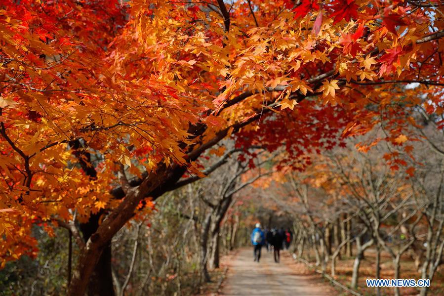 SOUTH KOREA-JEONGEUP-PARK-SCENERY