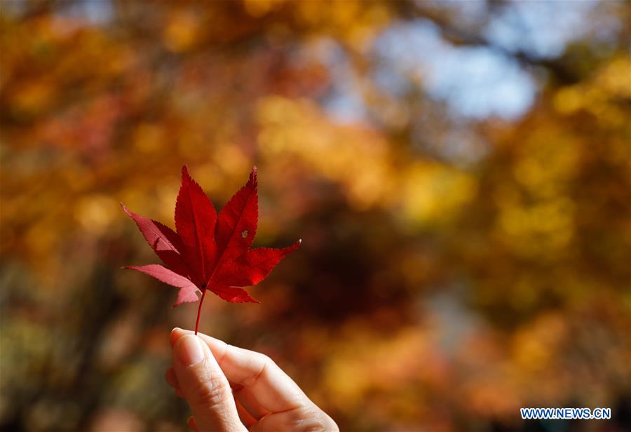 SOUTH KOREA-JEONGEUP-PARK-SCENERY