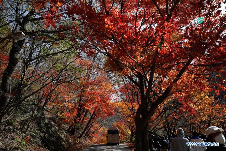 SOUTH KOREA-JEONGEUP-PARK-SCENERY