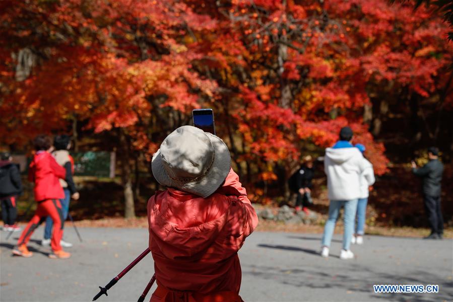 SOUTH KOREA-JEONGEUP-PARK-SCENERY