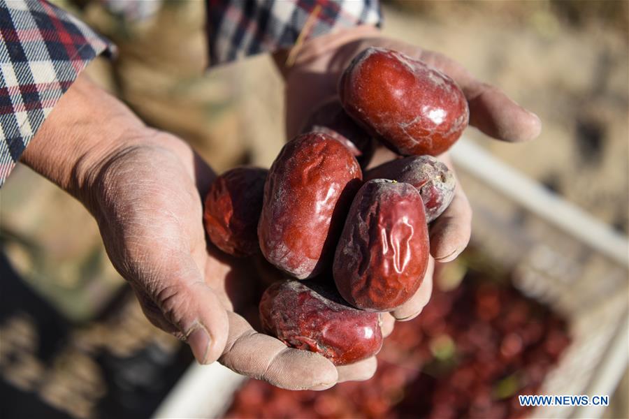 CHINA-XINJIANG-RED JUJUBE-HARVEST (CN)