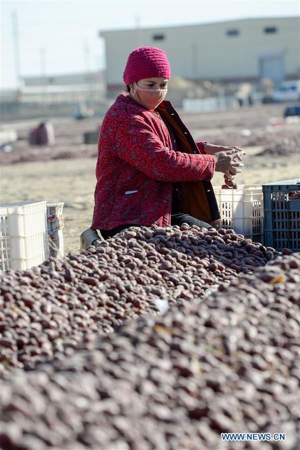 CHINA-XINJIANG-RED JUJUBE-HARVEST (CN)