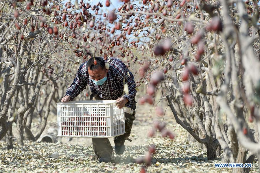 CHINA-XINJIANG-RED JUJUBE-HARVEST (CN)