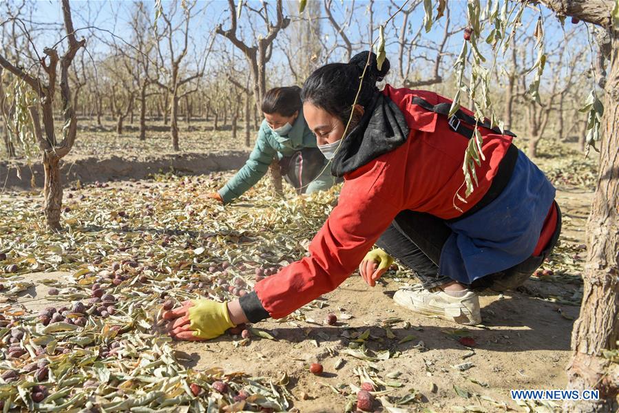 CHINA-XINJIANG-RED JUJUBE-HARVEST (CN)