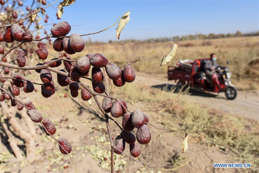 CHINA-XINJIANG-RED JUJUBE-HARVEST (CN)