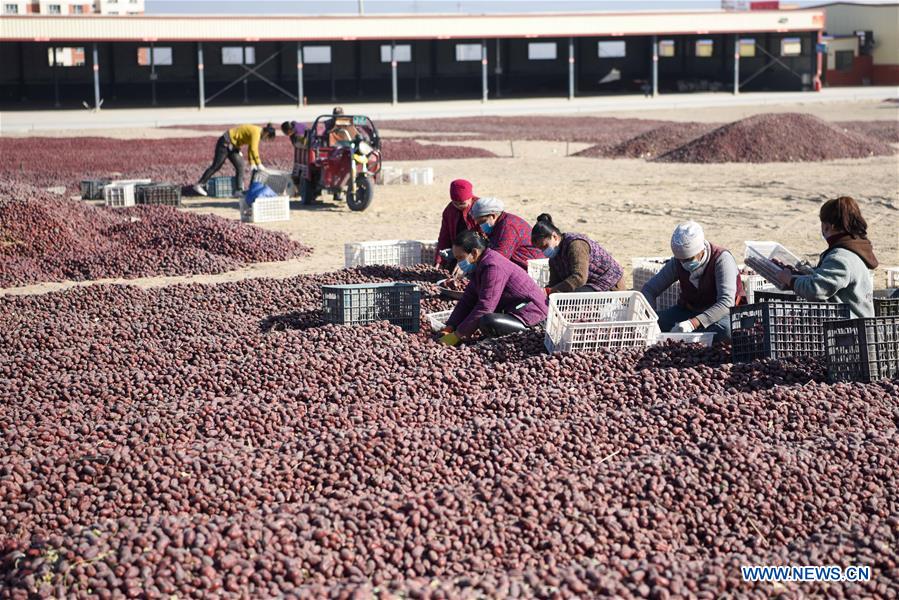 CHINA-XINJIANG-RED JUJUBE-HARVEST (CN)