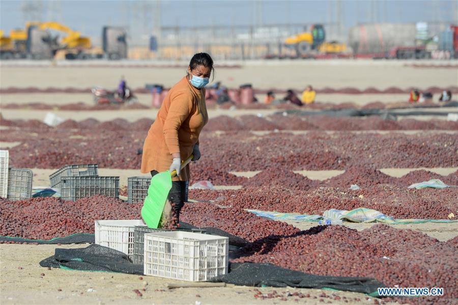 CHINA-XINJIANG-RED JUJUBE-HARVEST (CN)