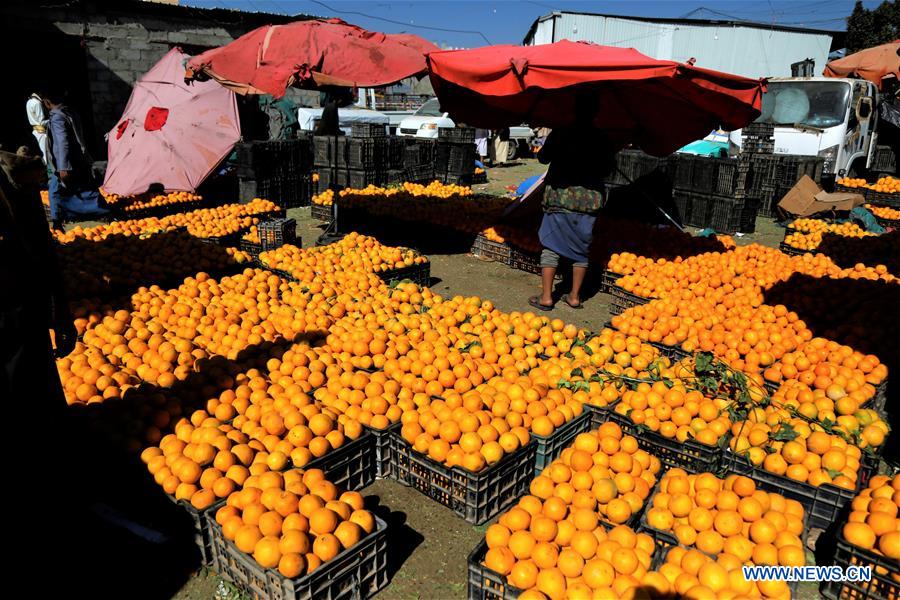 YEMEN-SANAA-ORANGE-HARVEST SEASON