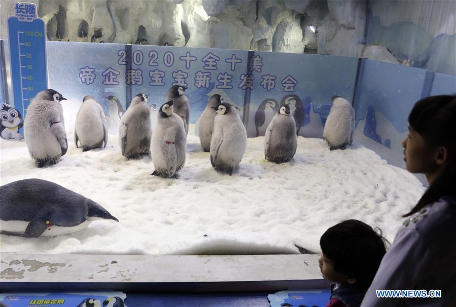 CHINA-GUANGDONG-ZHUHAI-EMPEROR PENGUINS-BABY-DEBUT (CN)