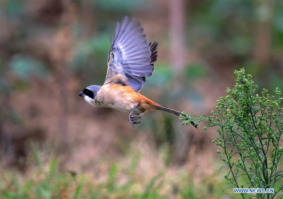 CHINA-FUJIAN-MINJIANG RIVER-ESTUARY WETLAND (CN) 