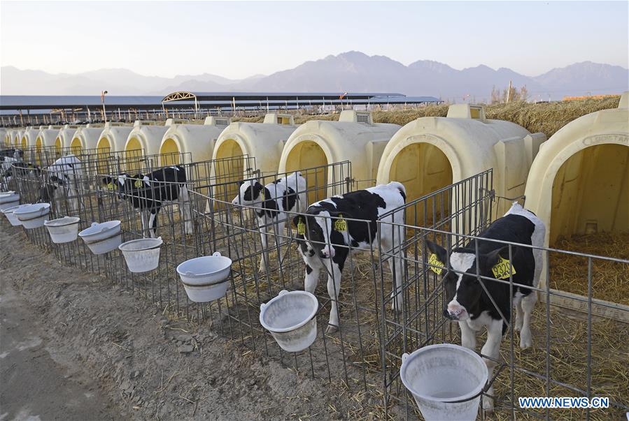 CHINA-NINGXIA-DAIRY PRODUCTION (CN)