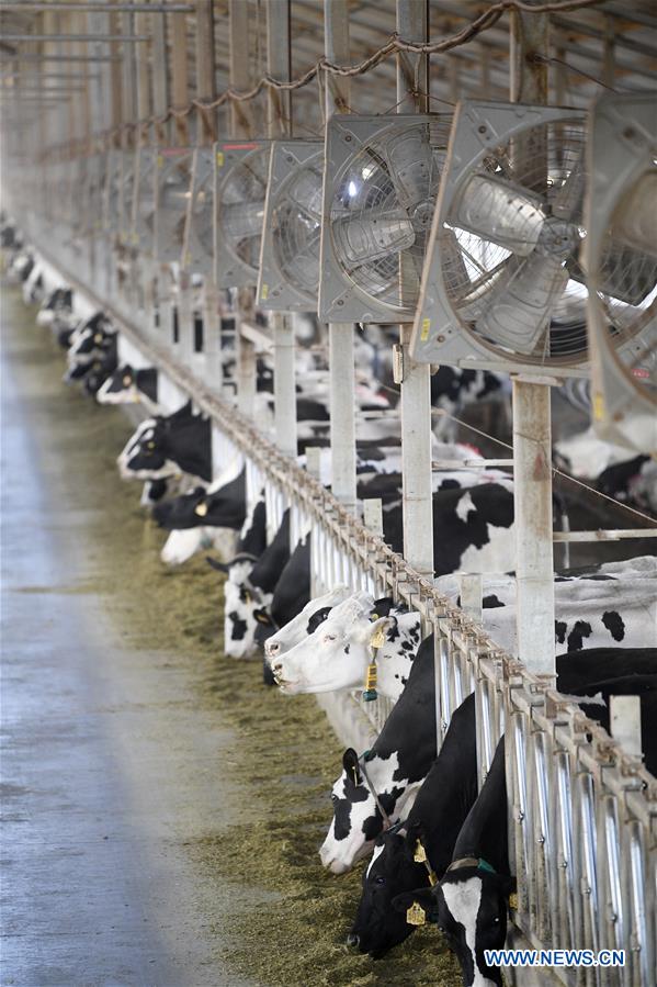 CHINA-NINGXIA-DAIRY PRODUCTION (CN)