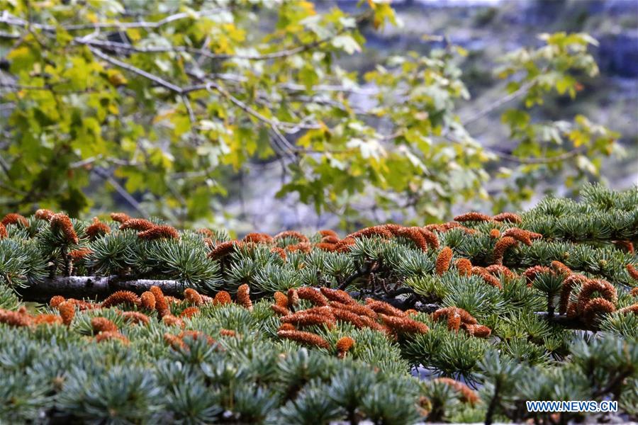 LEBANON-AUTUMN SCENERY