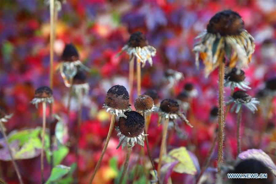 LEBANON-AUTUMN SCENERY