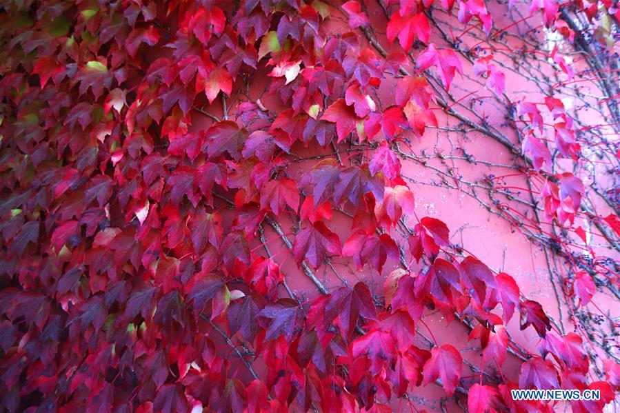 LEBANON-AUTUMN SCENERY