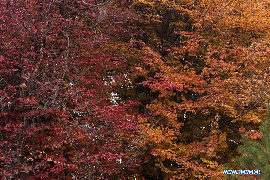 Autumn Scenery Of Tashkent, Uzbekistan - Xinhua 