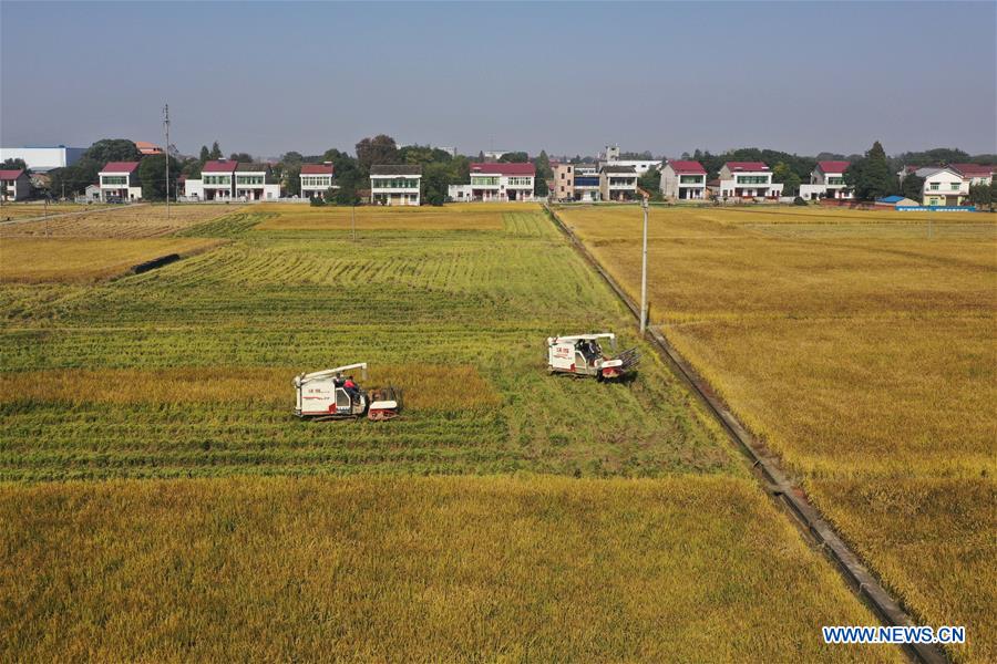 CHINA-HUNAN-YIYANG-PADDY RICE-HARVEST (CN)