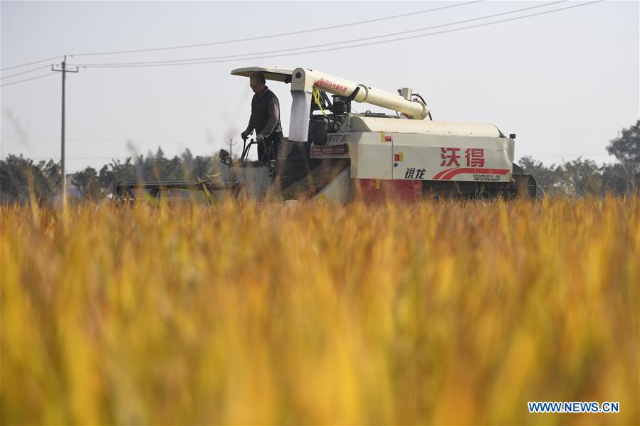 CHINA-HUNAN-YIYANG-PADDY RICE-HARVEST (CN)