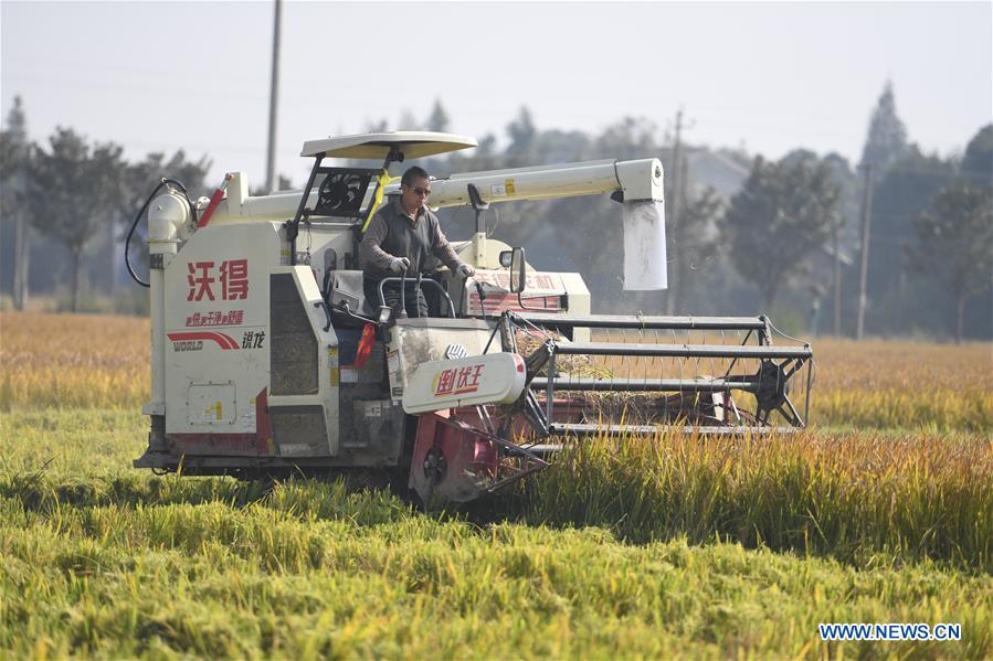 CHINA-HUNAN-YIYANG-PADDY RICE-HARVEST (CN)