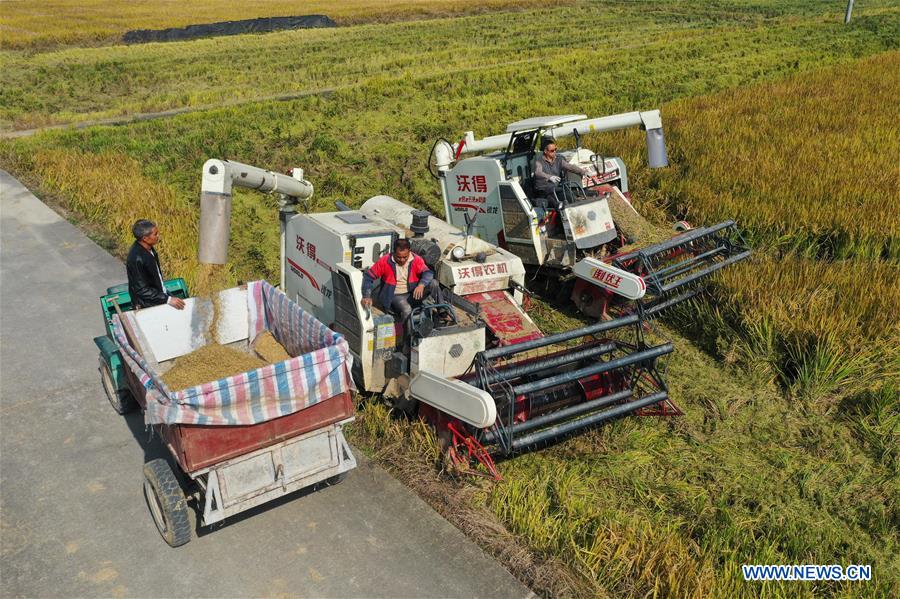 CHINA-HUNAN-YIYANG-PADDY RICE-HARVEST (CN)