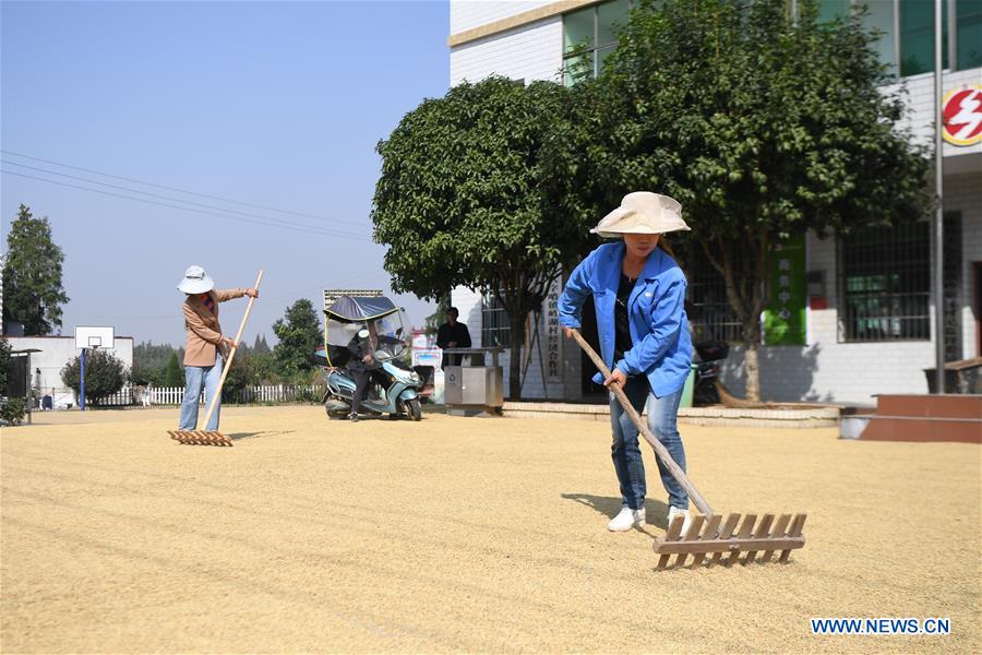 CHINA-HUNAN-YIYANG-PADDY RICE-HARVEST (CN)