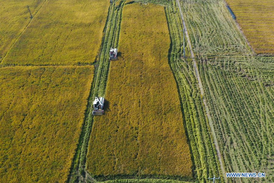 CHINA-HUNAN-YIYANG-PADDY RICE-HARVEST (CN)