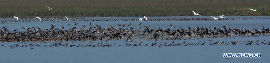 INDIA-GUWAHATI-MIGRATORY BIRDS