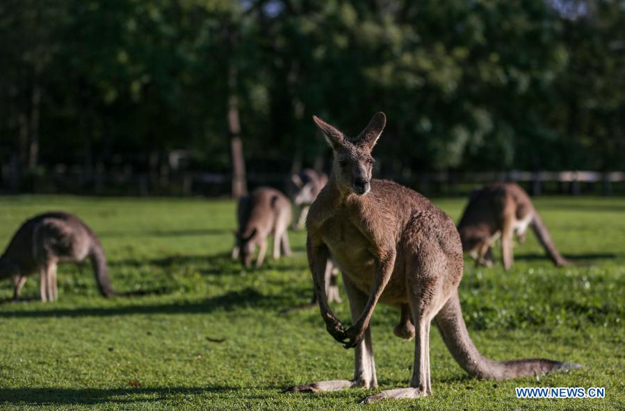 Can I Have a Kangaroo as a Pet: The Ultimate Guide to Owning a Unique Animal Friend