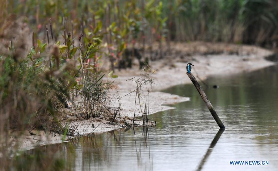 China=mangrove-preserve