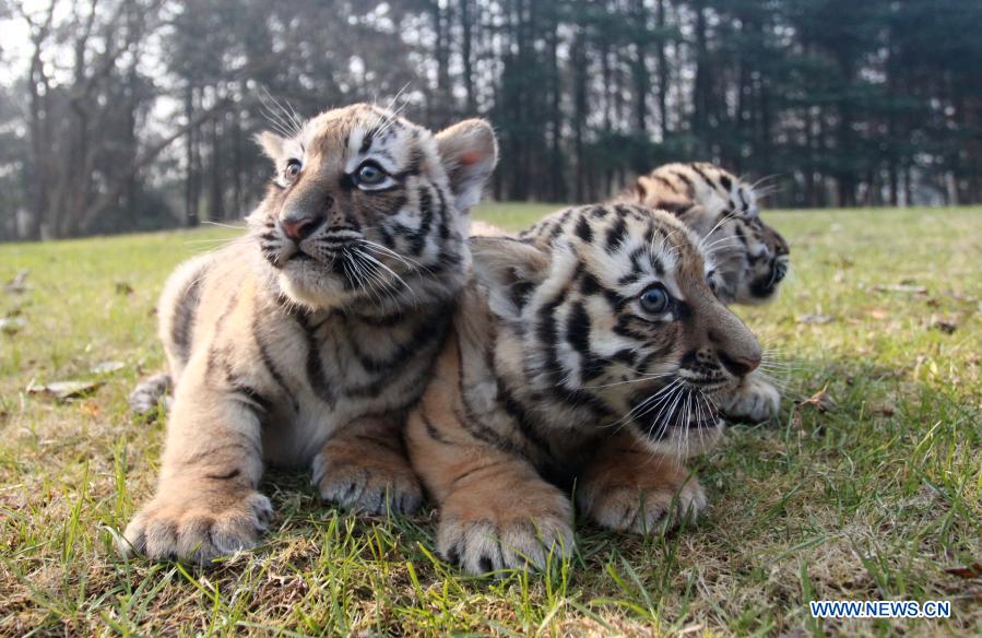 Really Cute Baby White Tiger Triplets 