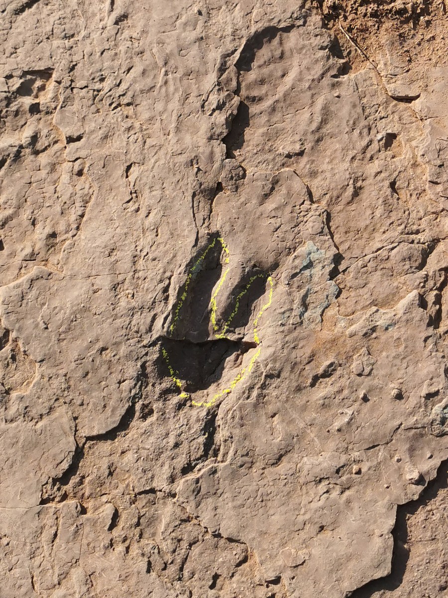 dinosaur footprints