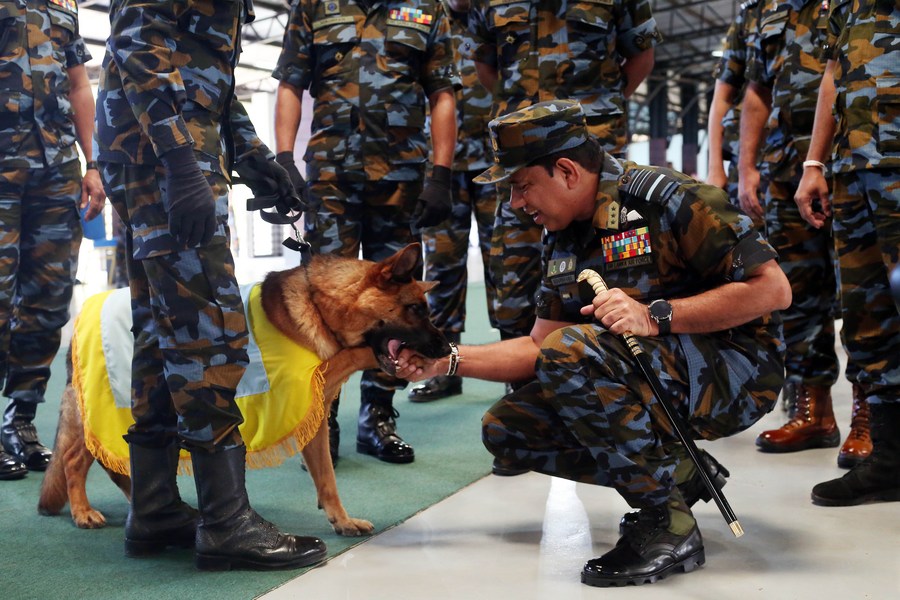 air forces for dogs