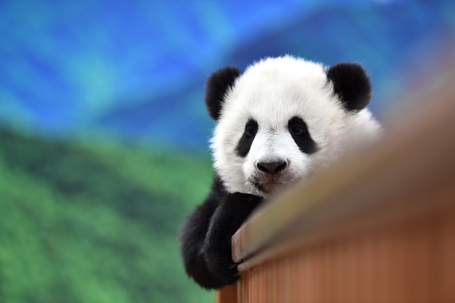 cutest panda in the world