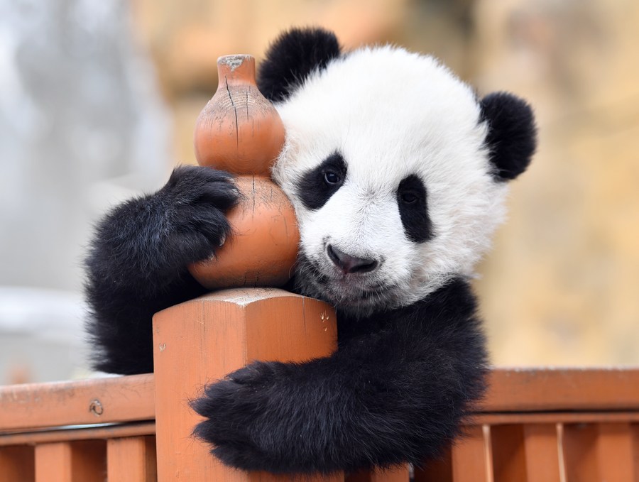 giant panda cubs