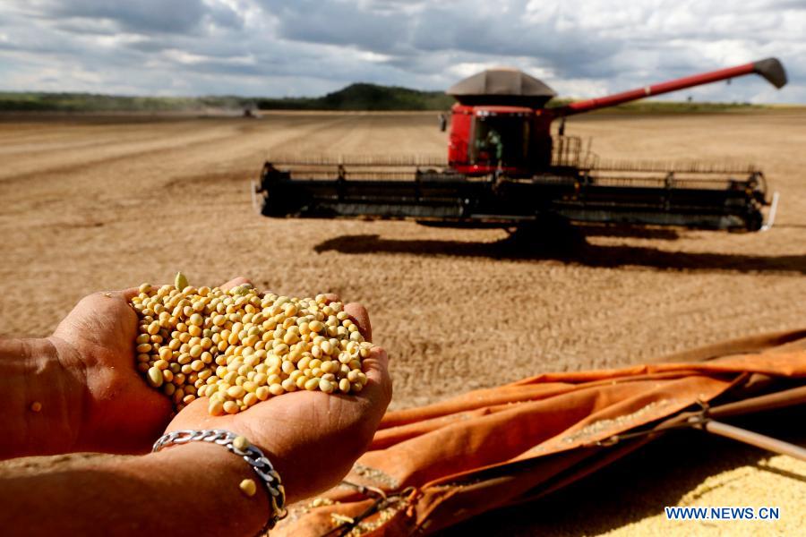 Harvesters Collect Soybeans In Fields On Outskirts Of Brasilia, Brazil ...