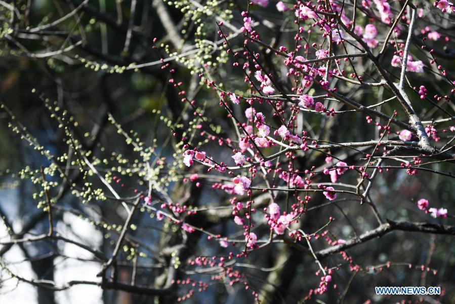 in pics: plum blossoms at chaoshan mountain scenic area